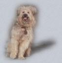 guide dog Photos