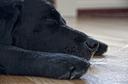 guide dog Photos