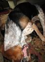 Beagle