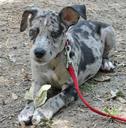 Catahoula Leopard Dog