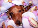 puppy Photos
