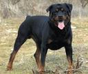 Australian Cattle Dog