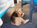 Airedale Terrier