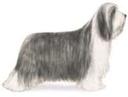 Bearded Collie Photos