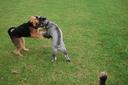 Bouvier des Flandres Photos
