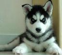 Alaskan Malamute