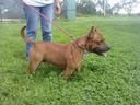 Staffordshire Bull Terrier
