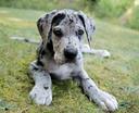 Bloodhound Photos