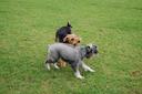 Bouvier des Flandres Photos