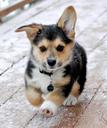 Cardigan Welsh Corgi Photos