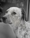 Bluetick Coonhound Photos