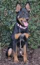 Miniature Pinscher Photos