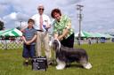Bearded Collie