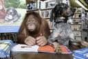 Bluetick Coonhound Photos