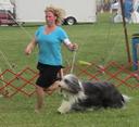 Bearded Collie Photos