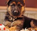 Anatolian Shepherd Dog