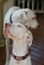 Dalmatian
