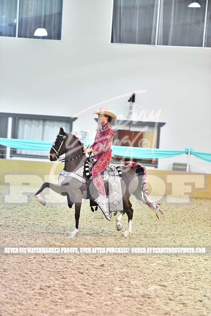 Thur. Evening 630pm Classes 3957 49.) ASB Park Pleasure Novice Junior Horse Horse