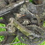 Dscf0453_square