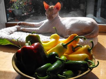 Dscf2646_entry