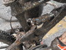 Dscf0032_thumbnail