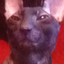 Adam--asset_upload984943658_square