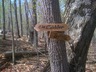 Img_0451_thumbnail