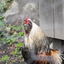 Dscf0108_square