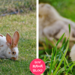 Conejos y pollitos no son regalos de Pascuas