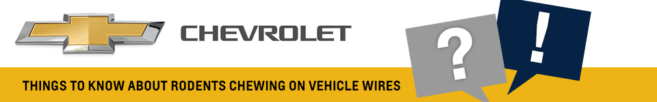 Things to Know About Rodents Chewing on Vehicle Wires at Carr Chevrolet Things to Know About Rodents Chewing on Vehicle Wires at Carr Chevrolet