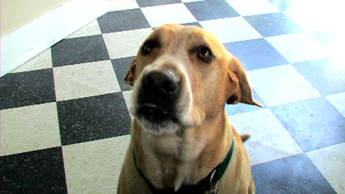 The Quiet Dignity of Dog