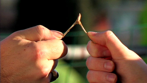 Wishbone