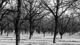 A Separate Peace