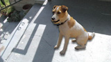 Robodog