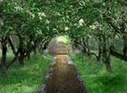 The Secret Garden:  The Musical