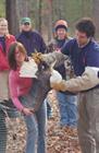 Southeastern Raptor Center Bald Eagle Release