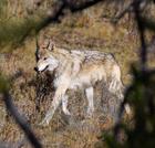 Wolves!