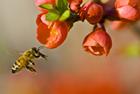 The Amazing Honey Bee