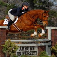 Auburn University Horse Unit