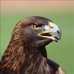 6- War Eagle 