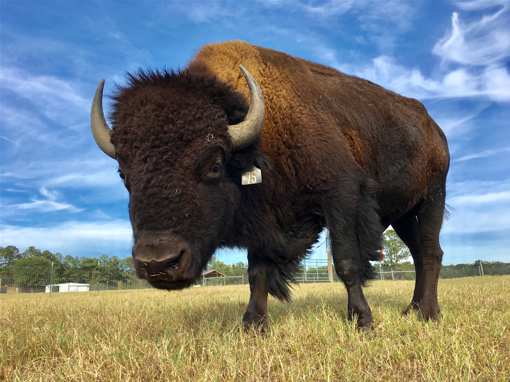 Alabama Bison Co