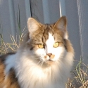 All about animals, health, supplies, behavior. 