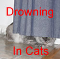 Drowning In Cats