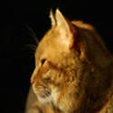 fine art and stock photography