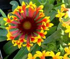 Plants,trees,garden,furniture