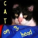 "Is that a cat on your head?"