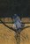 Prasanna-suman-2012-01-26-23-10-23