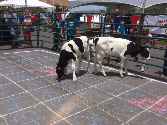 Cow Plop Bingo 3