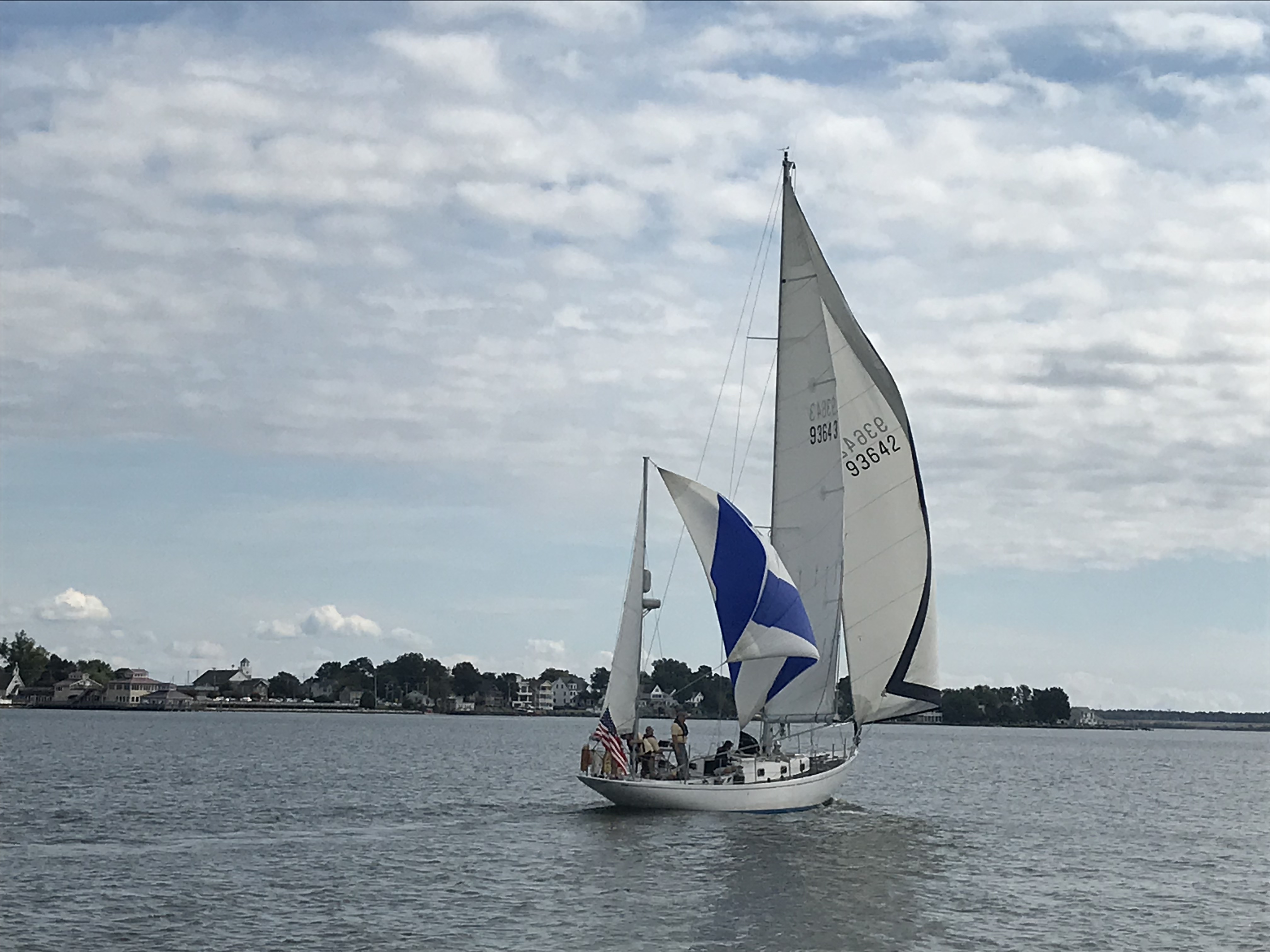 Arctic Tern Match Race