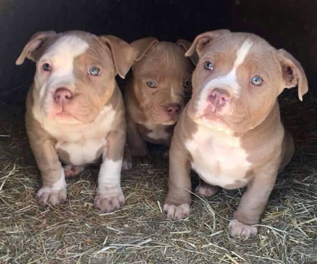 *h*Pit bull puppies for sell PALM SPRINGS CALIFORNIA Pets For Sale